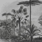 Amazonia