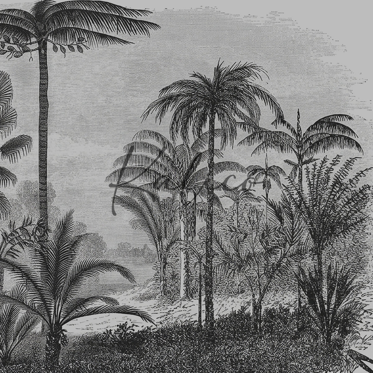 Amazonia