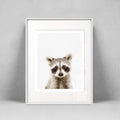 Raccoon