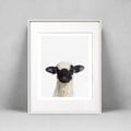 Blacknose Sheep