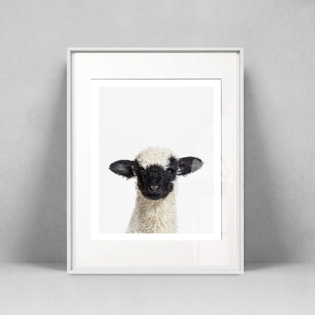Blacknose Sheep