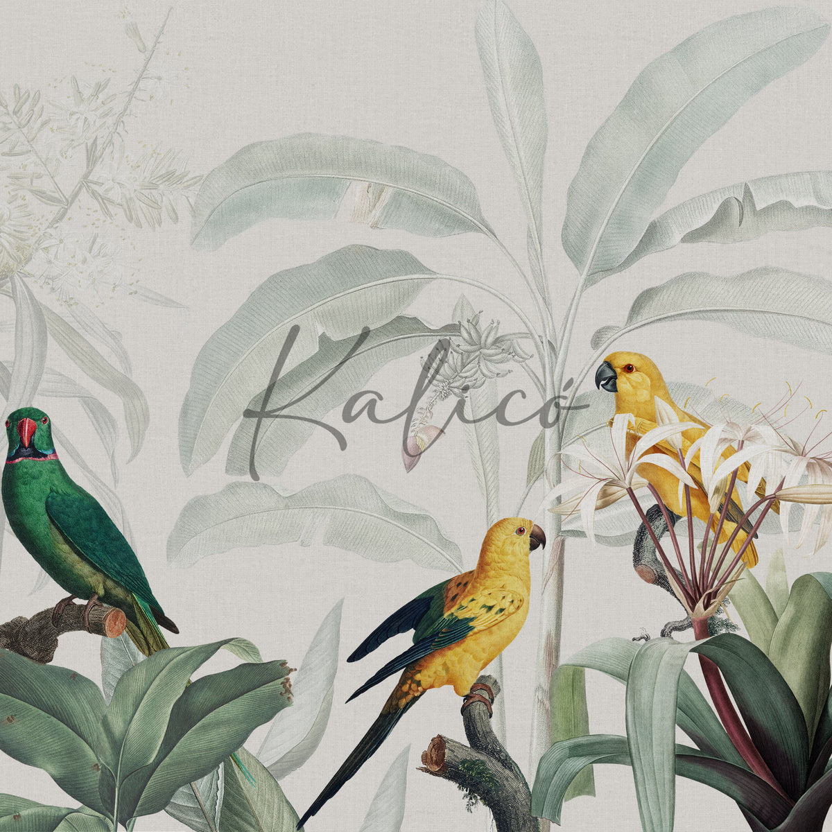 Tropical Air