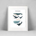 Whales